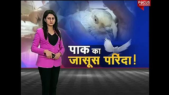 Watch Indian Media's Report on Pakistani Spy Pigeon