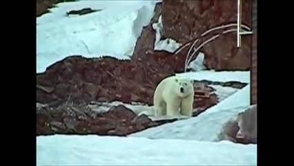 Polar Bear Hornsund Svalbard - Polish Polar Station