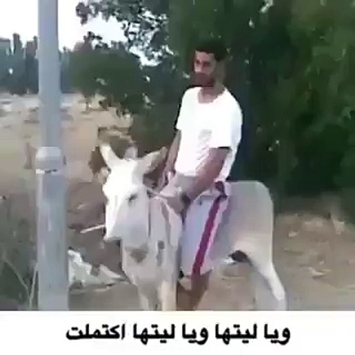 Funny Donkey Kick