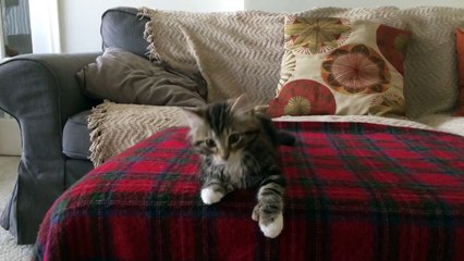 Winnie, le chat qui danse sur "Uptown Funk"