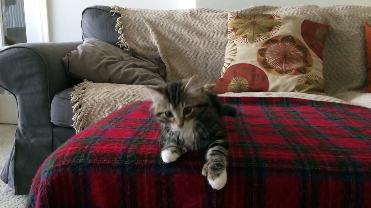 Winnie, le chat qui danse sur "Uptown Funk"