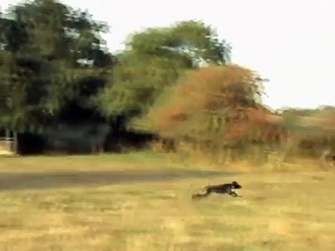 Dressage Chasse du Chien d'arrêt: Braque allemand au rapport (suite).