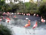 Flamingos