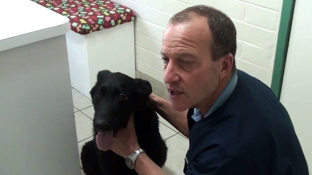 Cut, Swollen,Eyelid in Dog