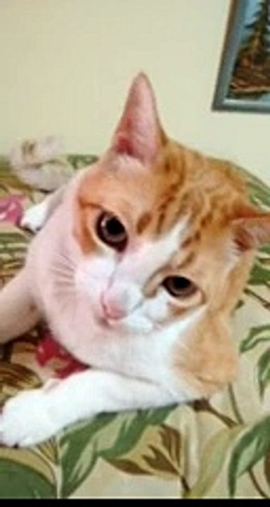 un chat qui chante après son maitre