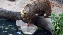 Bear SAVES Crow from DROWNING! | Parody