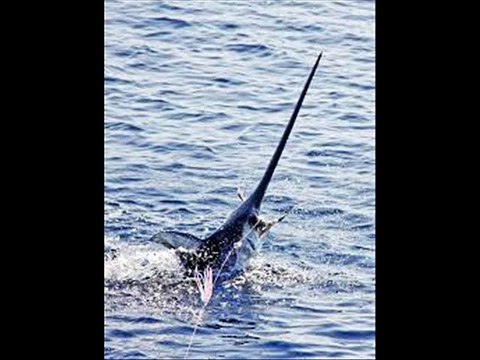 Man impaled by Swordfish