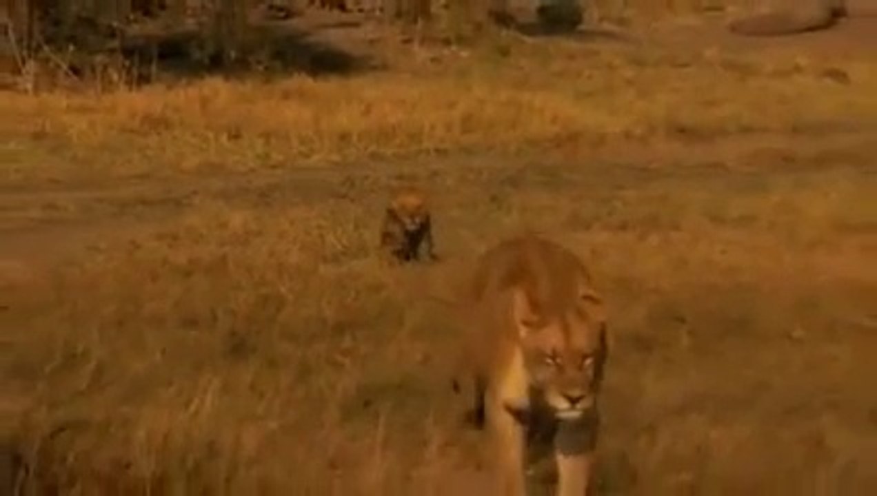 Beli Kırılan Yavru Aslan ve Annesi