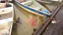 Nourrir de vrais piranhas sauvages dans une rivière ! WOW !