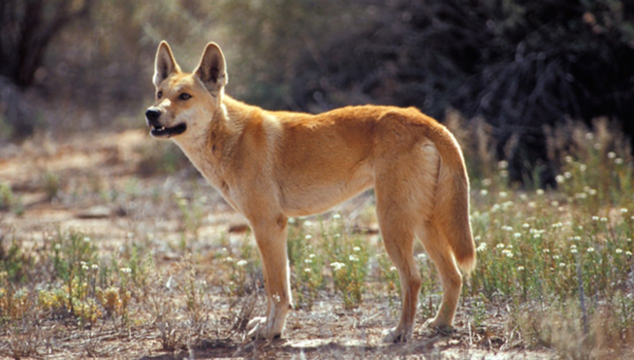Yabani Köpek Dingo - Dailymotion Video