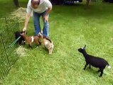 Un bébé chèvre saute partout et éclate ses potes : DINGUE!