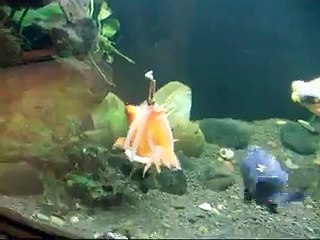 Un harnais flottant pour un poisson handicapé