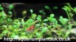 Aquatic Plants Uk Online - Fish Tank Accessories - Information