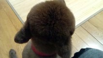 ポメラニアンを柴犬カットにしました★A dog cuts hair.