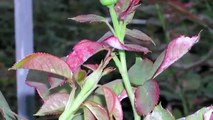 Malattie delle rose: mal bianco o oidio e altre malattie fungine