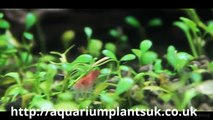 Aquarium Plants For Beginners Uk - Fish Tank Accessories - Bargains