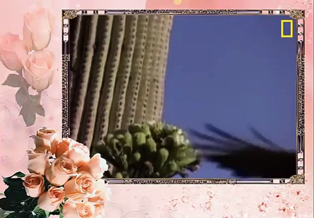 Cuộc chiến giữa Rắn và Đại Bàng: Red-Tailed Hawk vs. Rattler