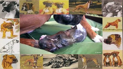 Boxer Dog Has Amazing Birth While Standing