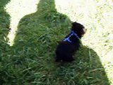 Yako corriendo por el parque