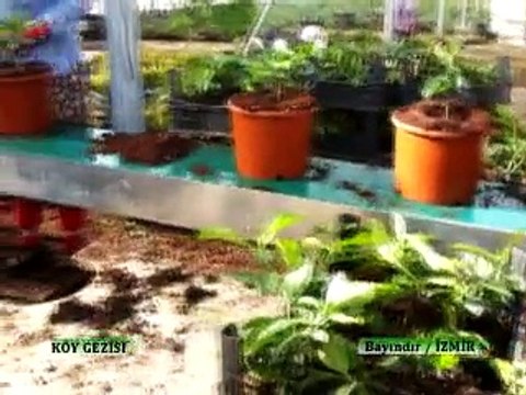 218 Bayındır Cicek