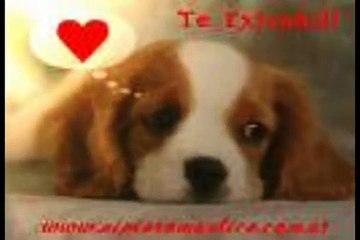 MI DULCE AMOR grupo bryndis