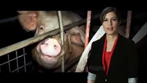 Missy Higgins speaks up for factory farmed animals!