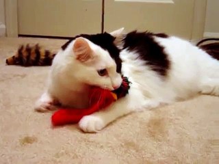 Over-possessive  Growling Cat