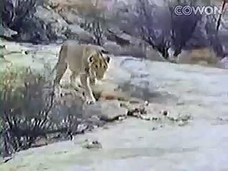 Lion meets his old buddies