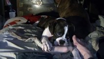 Walter - My boxer puppy tickling my toes.
