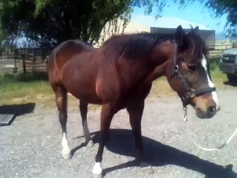 H+ Jake Horse Adoption