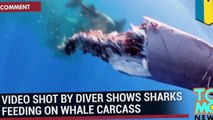 Vídeo bajo el agua, increíble muestra que seis tiburones se alimentan de una ballena muerta HD