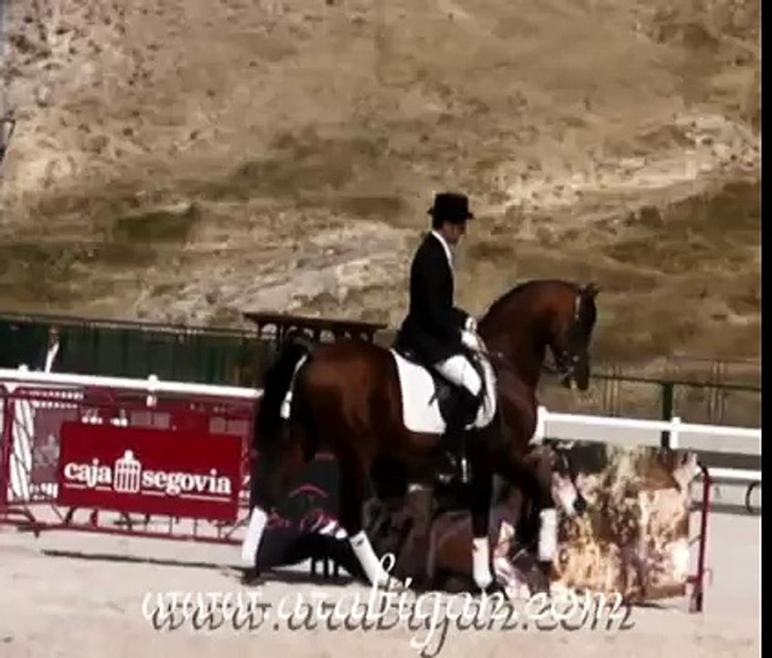 Doma clásica con caballo arabe