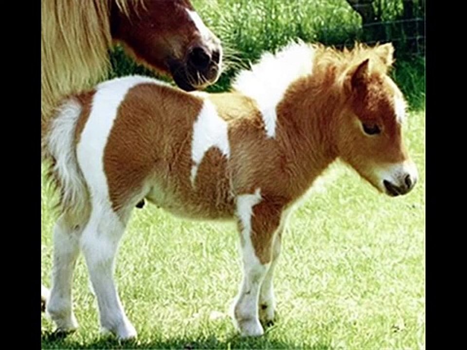 Petit poney - Sound css...