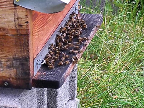 Comportement étrange des abeilles sur la planche d'envol