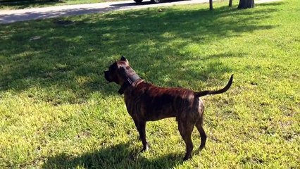 Pitbull attack stray dog