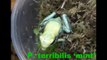 Unboxing Poison Dart Frogs, P. terribilis 'mint'