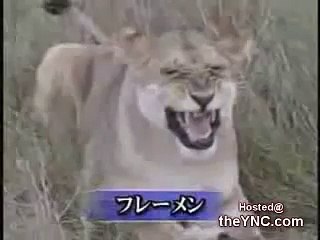 lion eats cub  &&  أسد يأكل شبل