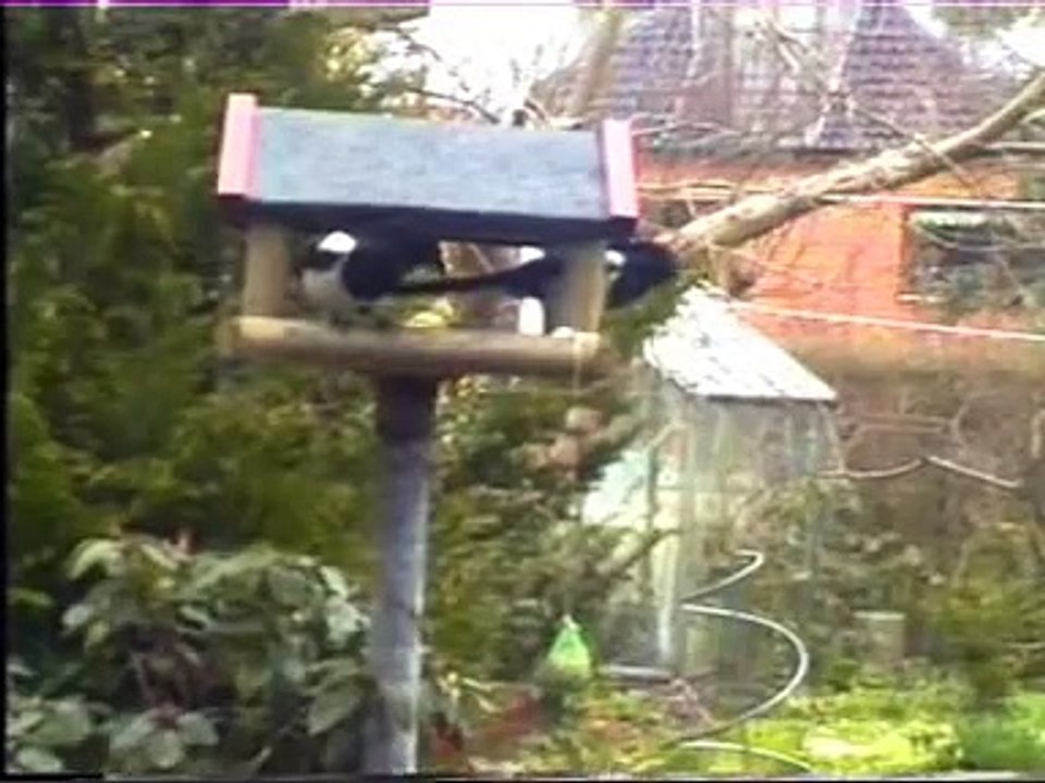 Clever Magpie
