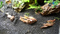 Aquascaping for beginners : How to plant carpet plants