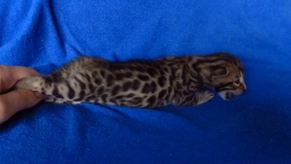 Бенгальский котик №1