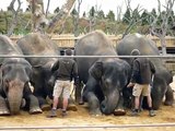 Elephants at Twycross Zoo