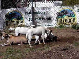 Smooth Fox Terrier Brothers digging