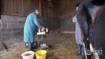 Opération d'un déplacement de la Caillette sur une vache Prim Holstein