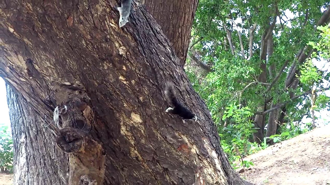 Squirrel on the hotel's Cosy Beach