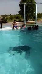 Pakistani Swimmer