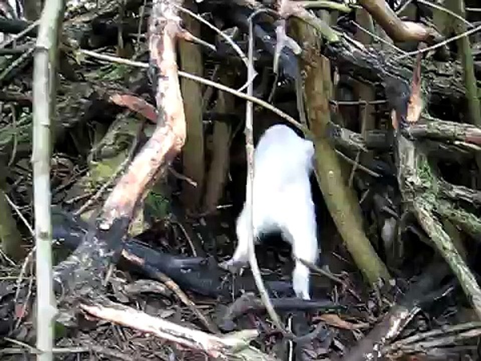 Parson Russel Terrier Raccoon dog Hunting 1