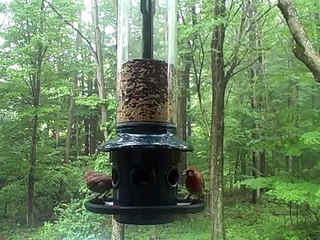 House Finch & Purple Finch