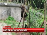 Çıktığı ağaca ayağını sıkıştıran sevimli Panda'nın kurtulma mücadelesi