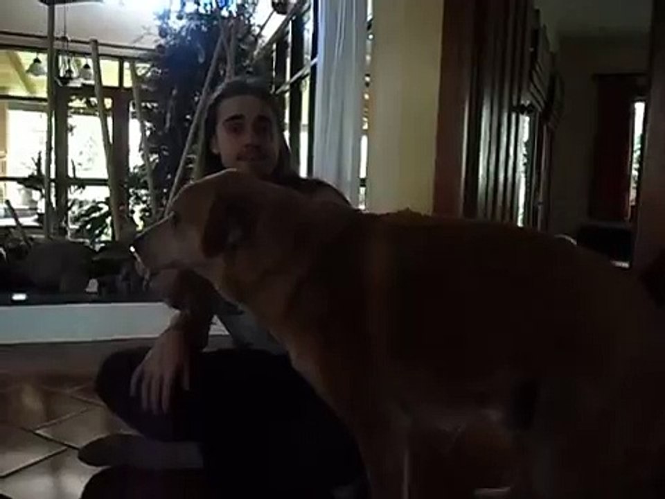 How my dog plays