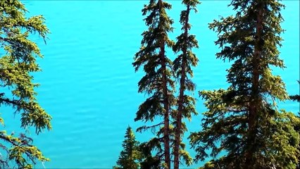 biologia BIOMA TAIGA